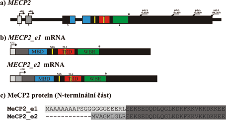 Obr. 2. Struktura MECP2 genu a obě izoformy MeCP2 proteinu [97]. a) struktura MECP2 genu na úrovni genomové DNA. b) mrna vznikající alternativním sestřihem.