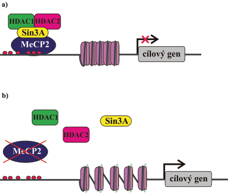 Obr. 3. Zjednodušené schéma funkce MeCP2 proteinu. a) MeCP2 interaguje s metylovanými CpG dinukleotidy v promotorové oblasti cílového genu a na něj se vážou další faktory, např.