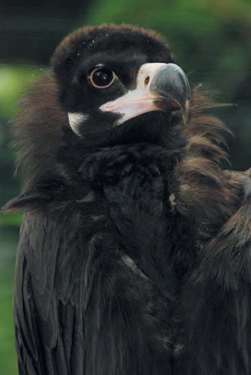 Obû tyto události naplàují jeden z hlavních cílû moderních zoologick ch zahrad, tj.