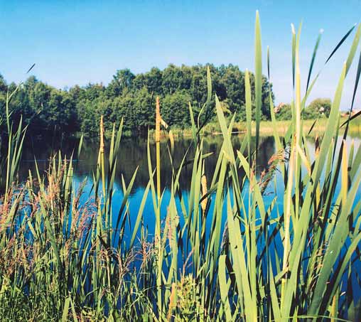 7. V VOJ POROSTÒ MAKROFYT 21. Orobinec irokolist (Typha latifolia) jako dominanta litorálu. /foto K.