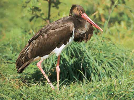 8. AVIFAUNA T EBO SK CH RYBNÍKÒ 32. âáp ãern (Ciconia nigra) /foto J.