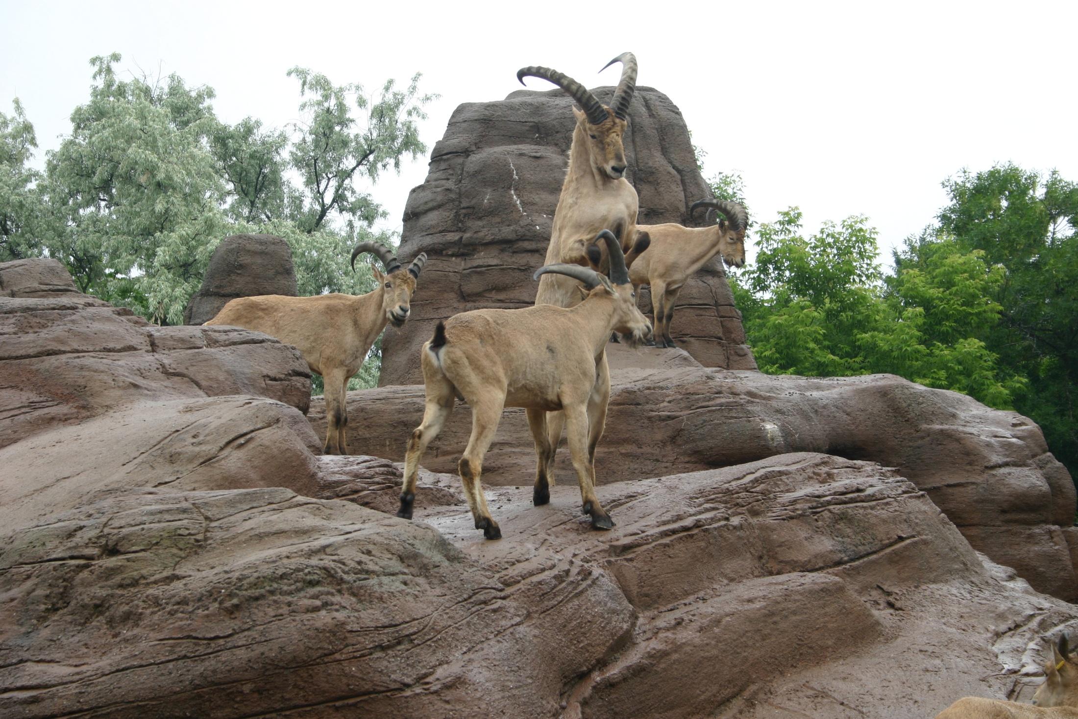 BUŇKA Kozorožec kavkazský Capra caucasica ZOO