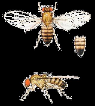 Octomilka obecná Drosophila melanogaster Např. T.