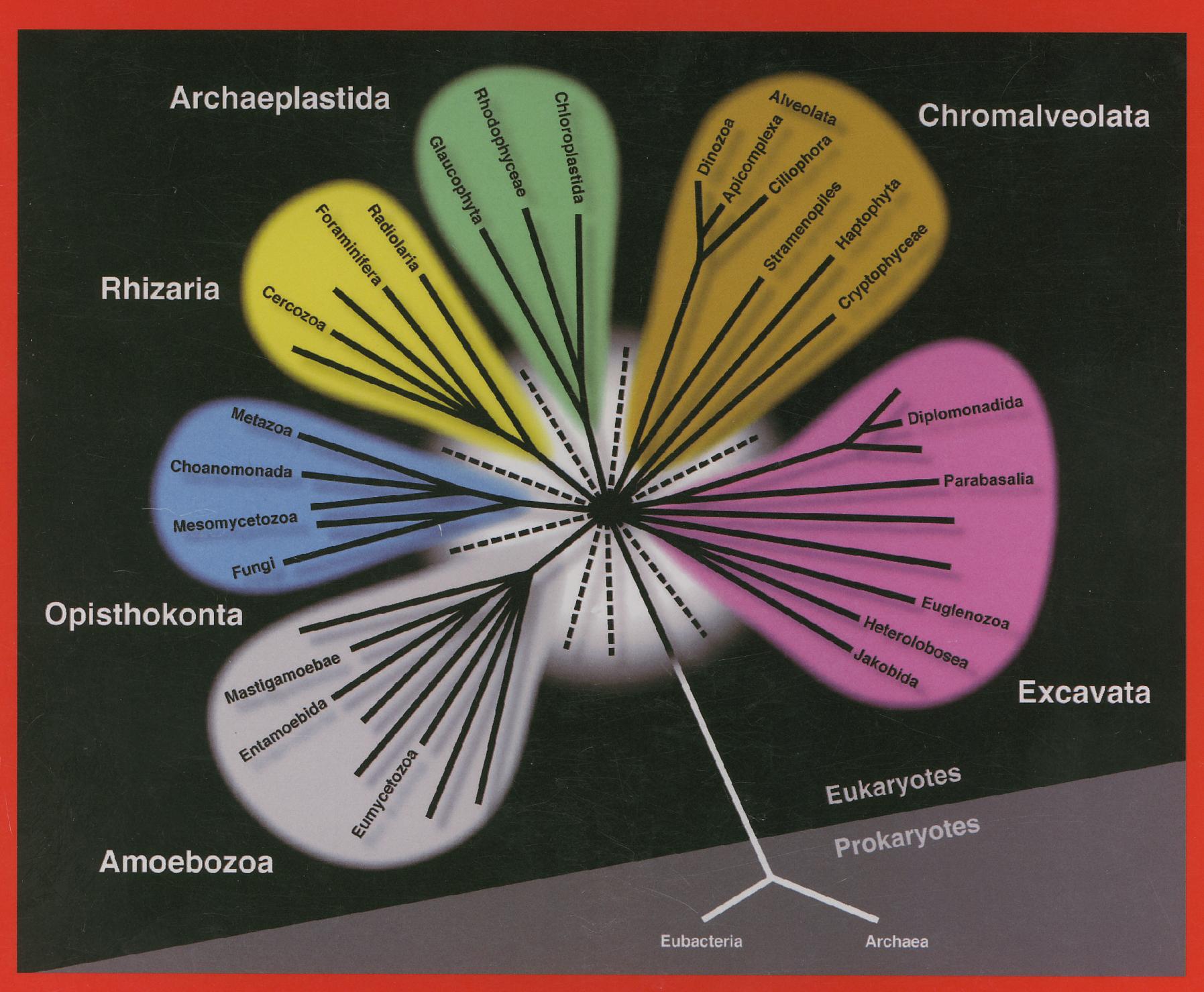 kořenonožci (dírkonošci, mřížovci) rostliny, řasy Apicomplexa, nálevníci, opalinky, Dinozoa houby Choanozoa
