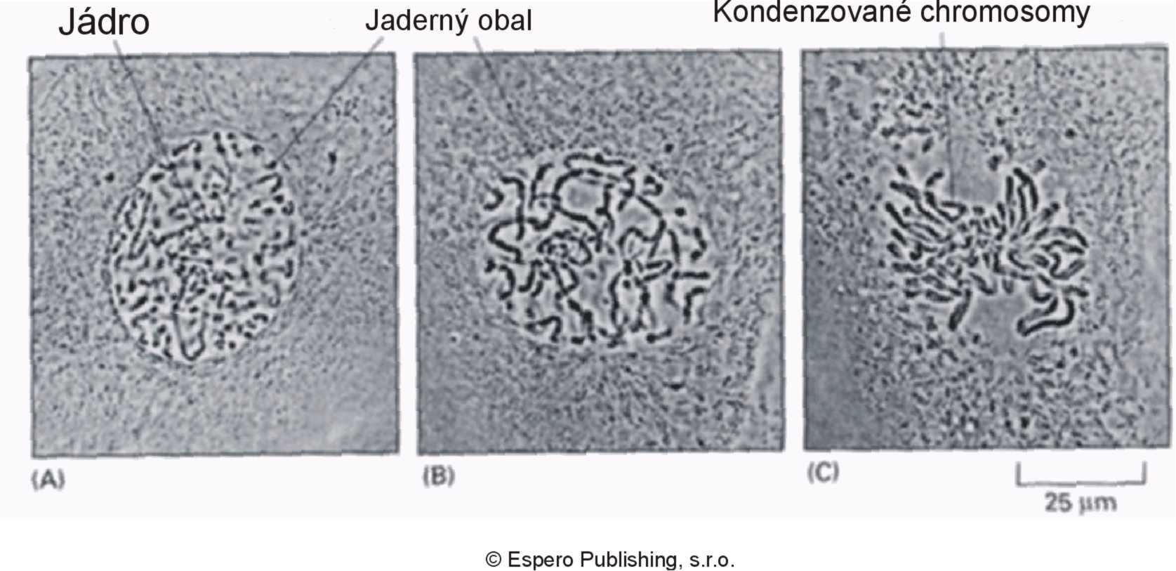 Chromosomy v buňce,