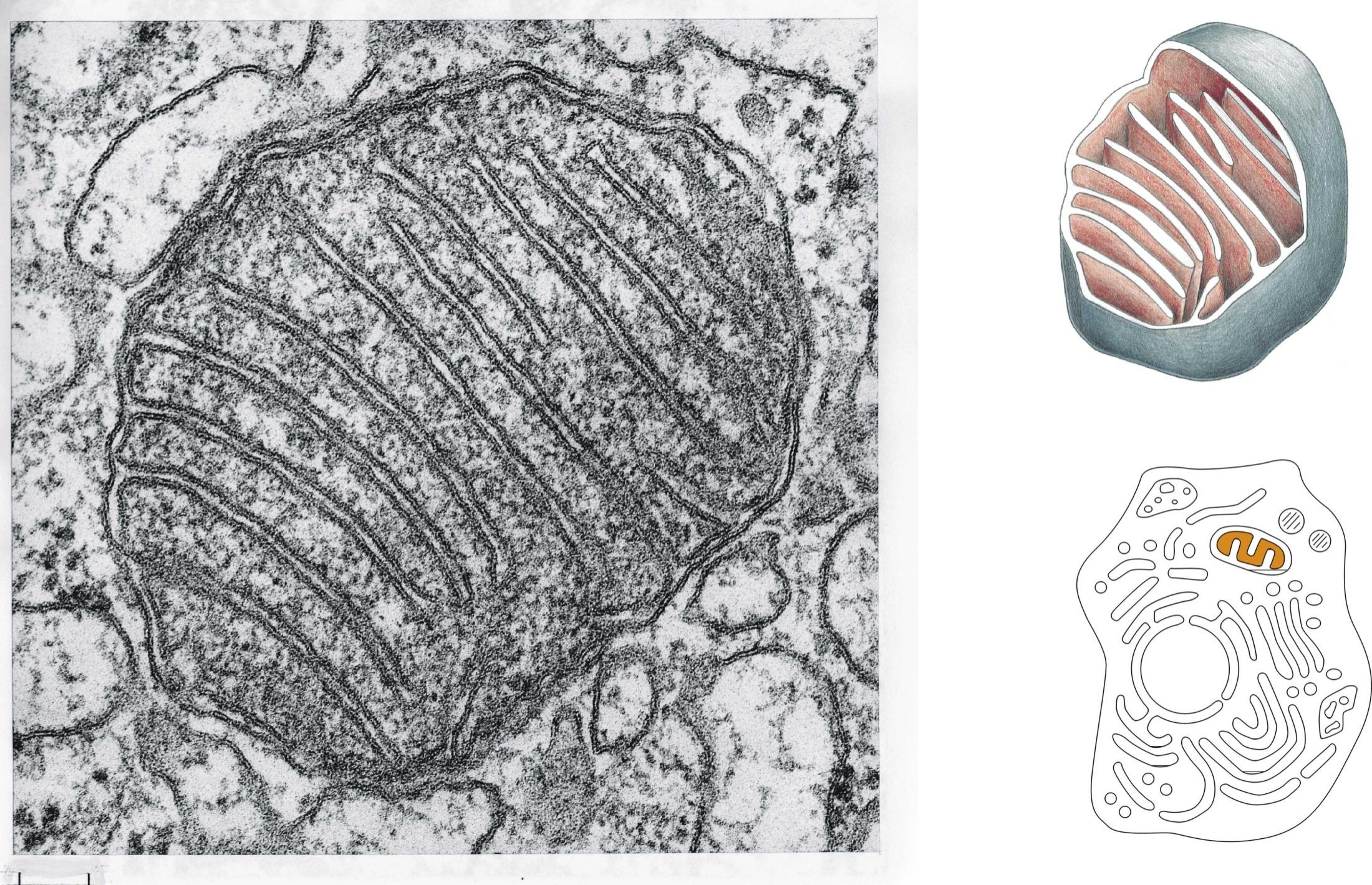 MITOCHONDRIE pod