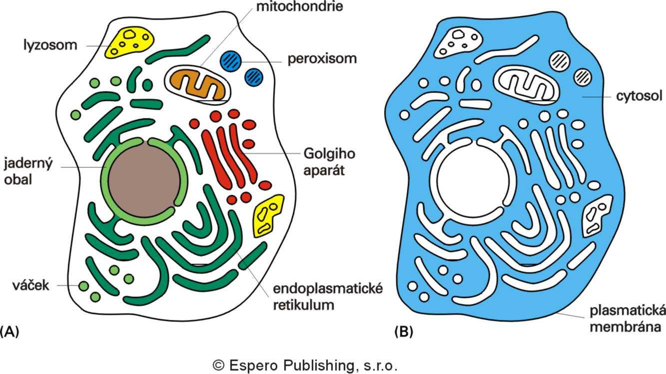 Vnitřní membrány a cytosol CYTOSOL koncentrovaný vodný gel malých a velkých
