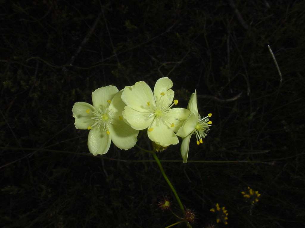 konkurenci v užití miniaturních pěnišníků (Rhododendron), hajní květeny a druhů libujících si v horském klimatu.