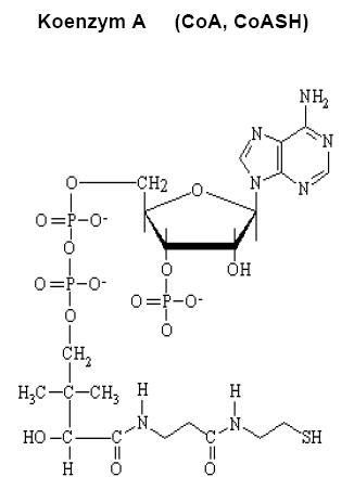 Kofaktory transferas