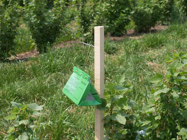 Lapáky se instalují na přelomu května a června, před dosažením SET 0,0 (h) = 4000 o C, zavěšením na dřevěný či kovový kolík zatlučený do půdy v řadě mezi keři tak, aby byl lapák umístěn ve výšce