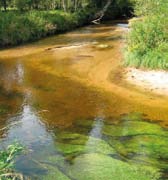 V návrzích rybích přechodů pro druhy s omezenými schopnostmi plavání by proto měla být v rybích přechodech tato prostředí (včetně hydraulických podmínek) napodobována.