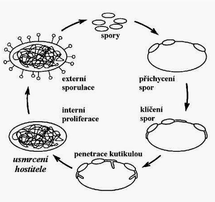 Hlavní fáze generalizovaného vývojového cyklu entomopatogenních hub (viz schéma) lze definovat následujícím způsobem: 1. Přichycení a klíčení konidií na povrchu kutikuly hostitele. 2.