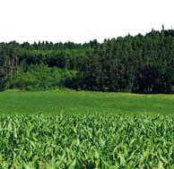 Primárním důvodem stnovení vlivu porostů s užšími řádky n erozní procesy je smozřejmě hledání nových možností ochrny půdy před vodní erozí, zejmén v souvislosti s nrůstjícími plochmi kukuřice v České