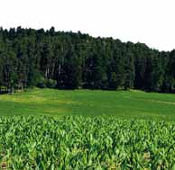 N zákldě definice širokořádkových plodin pltné v Německu, kde jsou z širokořádkové plodiny povžovány porosty zkládné do řádků širších než,45 m, není kukuřice pěstovná v řádcích do,45 m povžován z