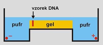 a anhydro-l-galaktózou, který produkují některé mořské řasy a pod názvem agar se používá k výrobě gelů v