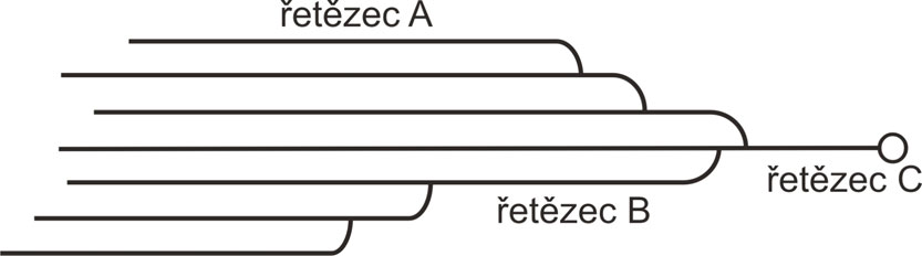 5. Dopad truktury amylopektinu na vnitřní upořádání škrobových zrn br. 3. Schématická truktura amylopektinu v obahu amyloy pro různé typy škrobových zrn ani kolorimetricky ani enzymově neprokázali.