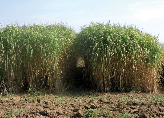 Ozdobnice čínská (Miscanthus) je vytrvalá tráva vysokého vzrůstu (až 4m) původem z Asie a průměrnými výnosy kolem 15 t/ha (foto: CZ Biom).