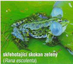 Zastavení páté NPP Chropyňský rybník kdo žije v okolí rybníka Rybníky lemované pásem bažin a rákosinami poskytují bezpečné útočiště nejrůznějším živočichům.