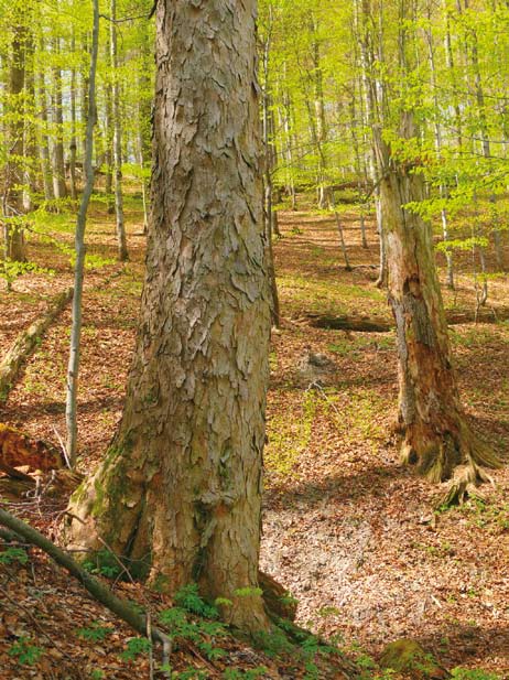 Kamennou kapli obili šindelem, aby její stěny lépe chránil proti drsnému horskému klimatu.