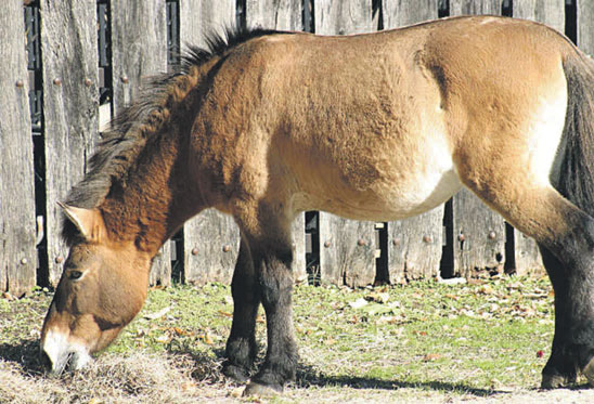 12 TÉMA Devatero nejvíce ohrožených živočišných druhů Naše planeta je bohatá na nejrůznější živočišné druhy.