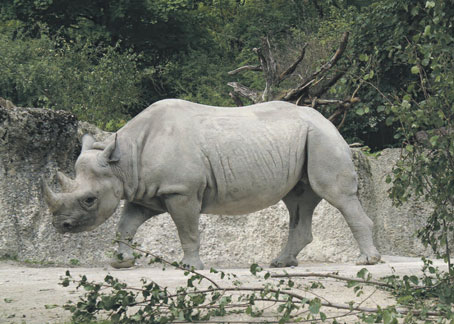 Kromě pražské zoologické zahrady můžete tyto krasavce vidět na vlastní oči i v Zoo Brno a v Zoo Chomutov.