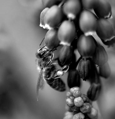 Pokud je to první roj z úlu, je v něm vždy stará matka. V dalších rojích ze stejného úlu jsou vždy mladé neoplozené matky. Roj z úlu odnáší poměrně velké množství zásob.