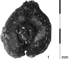 294 KOâÁR SÒVOVÁ: Stfiedovûk ohrazen areál v Ledãicích na Podfiipsku Obr. 1. Výběr archeobotanických nálezů: 1 Vitis vinifera dorzální pohled na pecku (sonda III, obj.