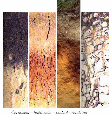 REGIONÁLNÍ GEOGRAFIE ČESKÉ REPUBLIKY 16 PŮDNÍ TYPY 1. černozemě na spraších bývalých lesostepních a stepních oblastí, střední Čechy, střední a jižní Morava 2.