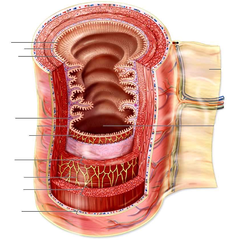 OBECNÁ STAVBA TRÁVICÍ TRUBICE 1 2 3 4 6 Mesher 2010 8 7 9 5 TUNICA MUCOSA 1-epitel 2-lamina propria mucosae 3-lamina muscularis mucosae 4-TUNICA