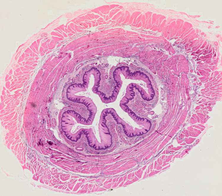 longitudinální t. mus. JÍCEN B10 t. submucosa cirkulární t. mus. lamina propria mucosae t.