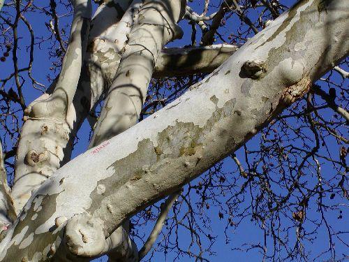 PLATAN (PLATANUS L.) Platany jsou krásné, mohutné, rozloţité a hluboko kořenící stromy s opadavými, střídavě postaveným, dlanitě laločnatými listy, které připomínají listy některých javorů.