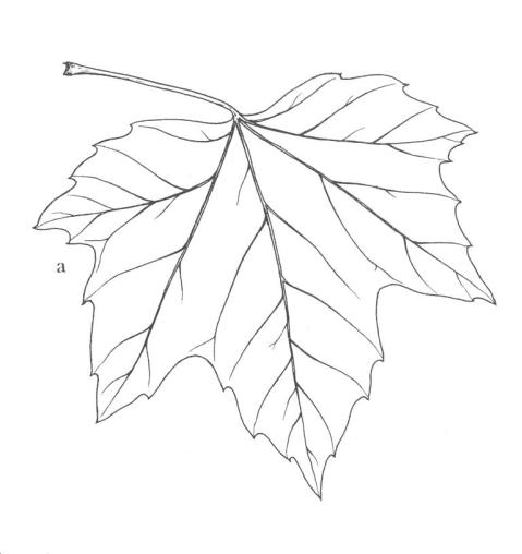 x acerifolia) pravděpodobně hybrid ostatních dvou druhů, u nás nejčastěji pěstovaný Opadavý, jednodomý, široce sloupovitý strom, vysoký od 35 do 40 m, kmen v průměru 1-2m.