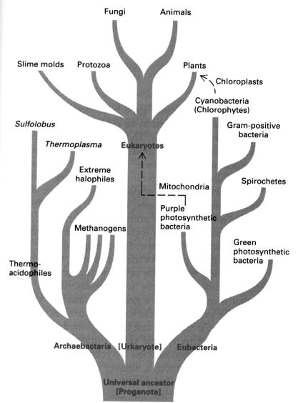 prokaryota.