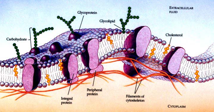 BIOMEMBRÁNY - biomembrány jednotlivých typů organel se vzájemně liší obsahem některých látek, rozdílnými funkcemi i různou tloušťkou.