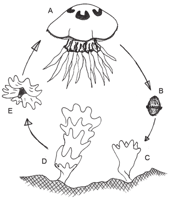Obr. 2.2: Svlečka hrotnatky (rod Daphnia) obaluje útvar zvaný sedélko (efipium). Ten obsahuje dvě pohlavně vzniklá zimní vajíčka. Efipium slouží k přečkání zimy a může být šířeno větrem.