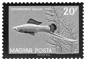 Obr. 2.14: Mečovka. Rybky mečovky (Xiphophorus helleri) jsou natolik slavné, že se dostaly i na maďarskou poštovní známku. Převzato z upload.wikimedia.org.