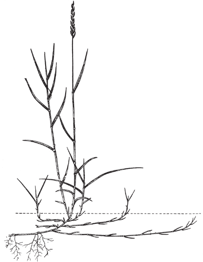 nebo mochny plazivé (Potentilla reptans). Vzpomeňte na zahrádku jahodník se v zahradnické praxi množí převážně vegetativně, ne pohlavním rozmnožováním.