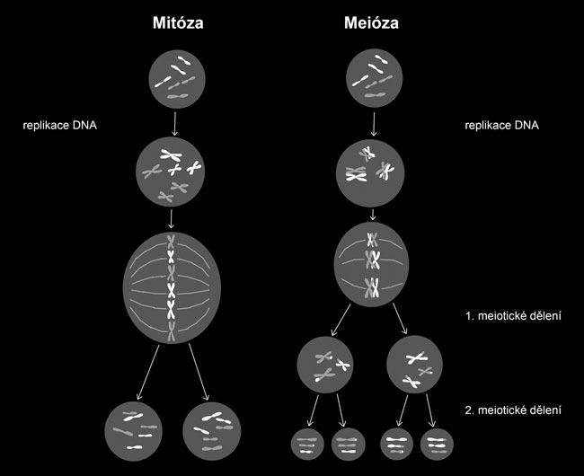1.B Mitóza a meióza. Dělením buněk vznikají z jedné mateřské buňky dvě nebo čtyři buňky dceřiné. Rozlišujeme dva základní typy buněčného dělení: mitózu a meiózu.