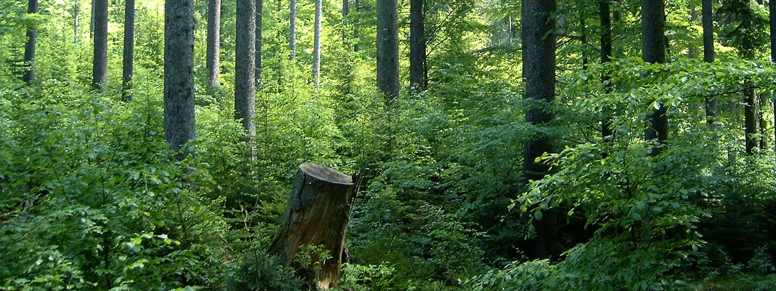 žáků vedoucích k udržitelnému životu, vztahu k přírodě a zdravému životnímu stylu.