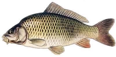 Kapr obecný celoroční lov 35 cm Latinský název: Cyprinus carpio průměrná délka: 40-65 cm věk: 40 let pohlavní dospělost: 3-5 rok Tělo kapra je robustně stavěné. Jde prakticky o největší českou rybu.
