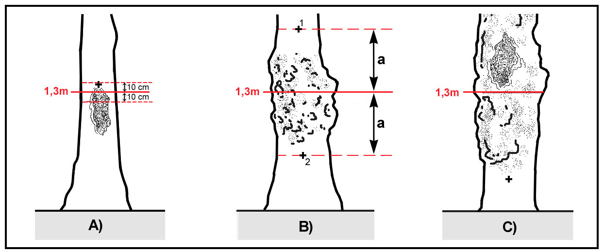 g) měření stromu s boulí v měřišti kde a > 10 cm tj.