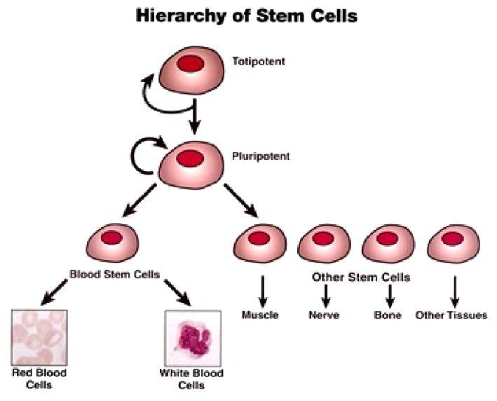 Základní členění kmenových buněk Hierarchie kmenových buněk převzato z Classification of stem cells, 2007, dostupné na http://www.biocell.com.au/introduction-to-stem-cells, 26.4.