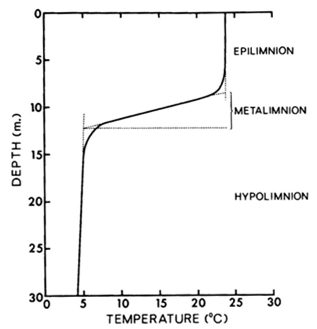 Sezónní rozvrstvení teploty Dimiktické jezero Roční cyklus různorodé stratifikace vytváří specifické fyzikálně-chemické podmínky.