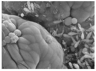 Biofilm: Biofilm je vrstva mikroorganismů, která se utváří uvnitř vodovodních potrubí.