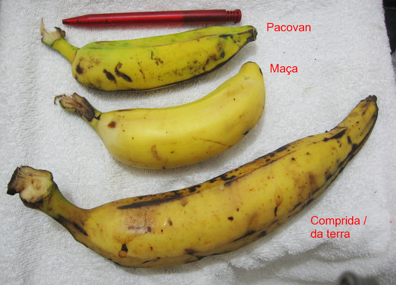 Jak se jim správně říká Slovo banana nebo banano se do evropských jazyků dostalo nejspíše přes španělštinu nebo portugalštinu, kde se toto slovo objevuje poprvé koncem 16. století.