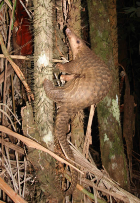 Dnes to platí dvojnásob Precise Pangolin je uživatelů si ničeho nevšimne, pokud se však někdy rozhodnou pro upgrade opeverze s prodlouženou podporou a někteří uživatelé s ní rační paměti, ušetří jim