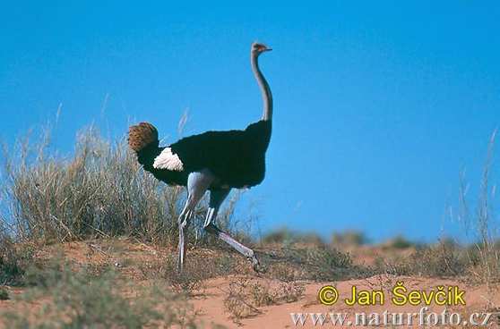 Přírodopis 9. ročník Tučňáci umí skákat až 2 m.