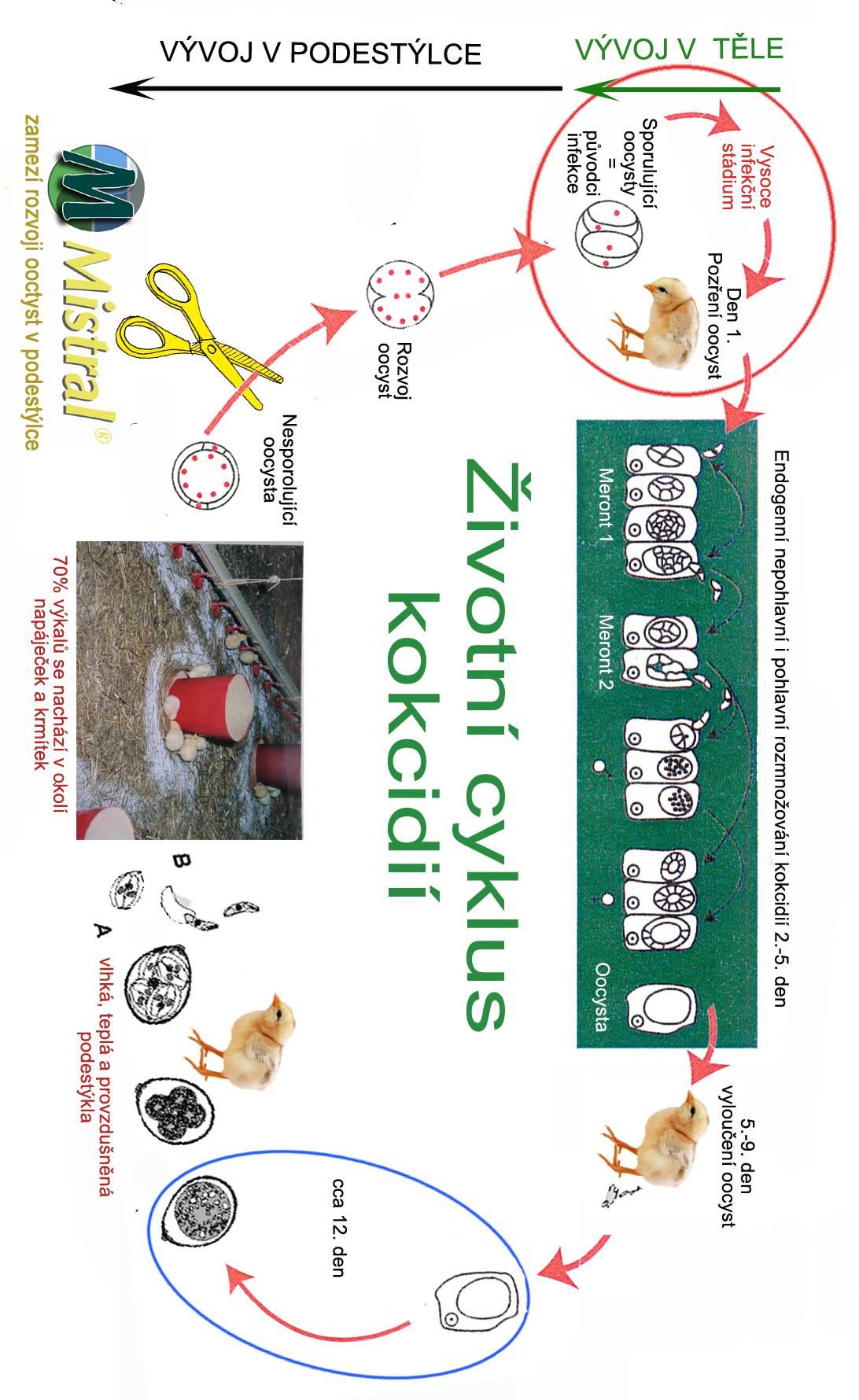 Použitím produktu MISTRAL doslova přestřihnete rozmnožovací cyklus kokcidií v podestýlce Kokcidie, ale i jiné patogeny, potřebují ke svému rozvoji v