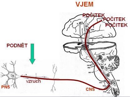 trošku z jiných hladin, ale zapadne a může být i přínosem. Nebudu hovořit o psychotronice, protože já sám takové zkušenosti nemám, ale vím, že všechno je o spolupráci a o kooperaci.