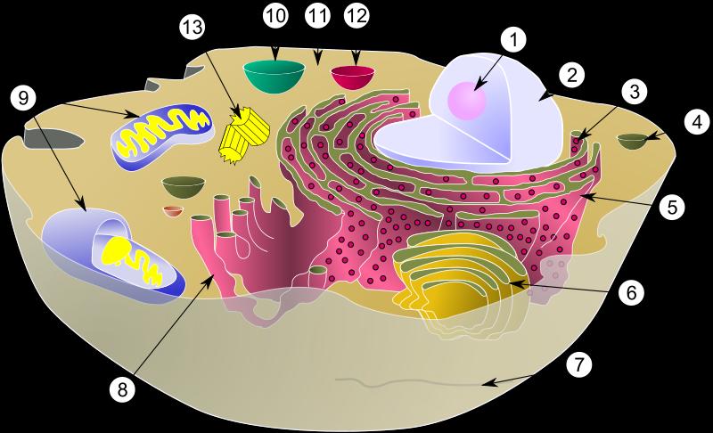 Z Á K L A D Y B I O LO G I E Buňka živočišná nemá plastidy ani buněčnou stěnu. Místo plastidů najdeme u živočišné buňky mitochondrie, které hrají zásadní roli při přeměnách energie uvnitř buňky.